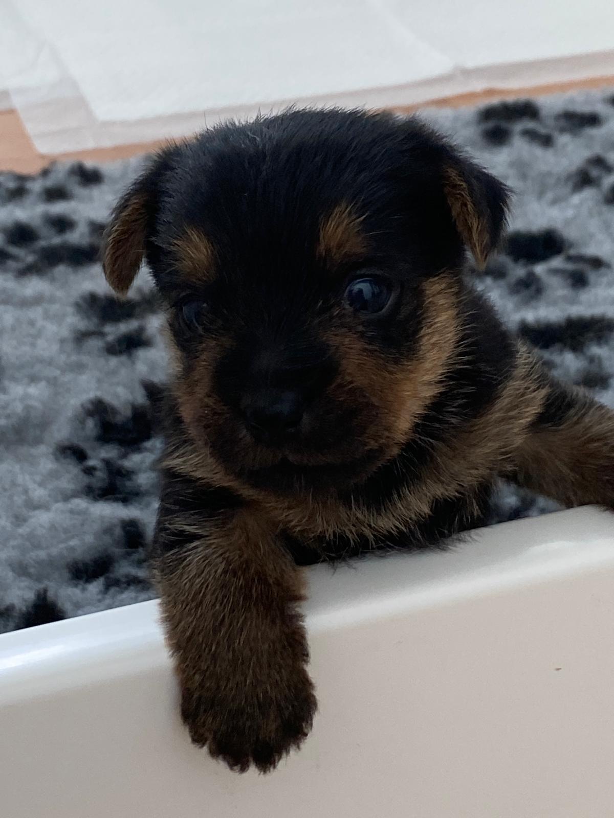 Hund 1