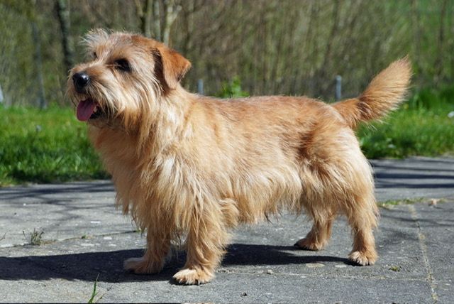 Hund 1